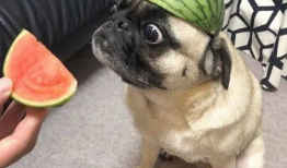 吃瓜爆料图片表情包大全,趣味横生的网络文化盛宴