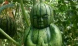 大连爆料吃瓜事件真相,揭秘背后真相与争议